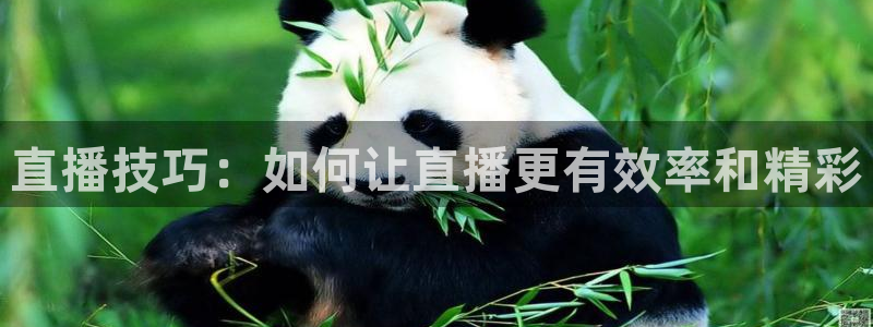 360体育直播无插件高清app：直播技巧：如何让直播更有效率和精彩